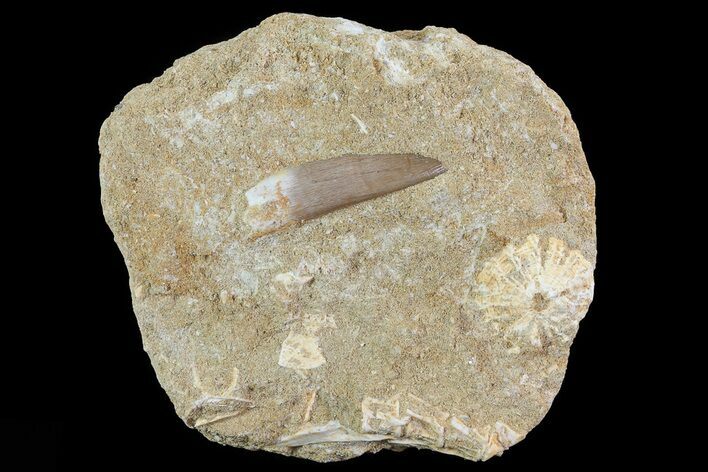 Fossil Plesiosaur (Zarafasaura) Tooth In Rock - Morocco #73605